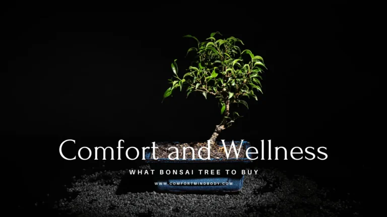 what bonsai tree to buy