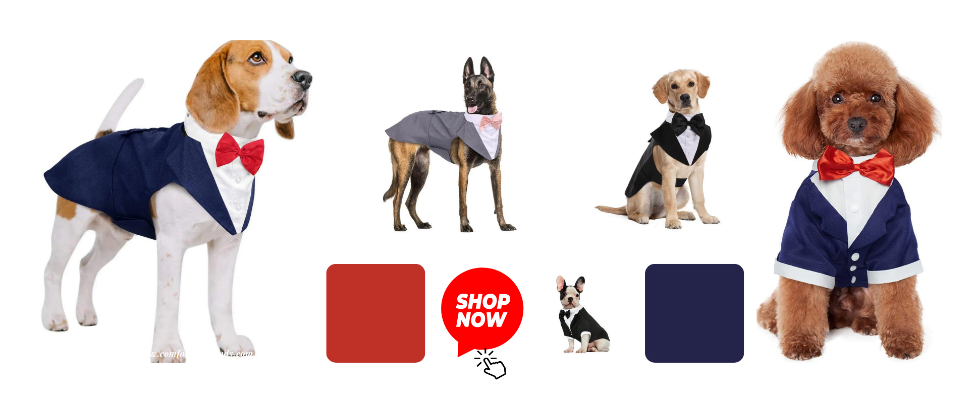 Unique Review of Premium Pet Apparel and Accessories You Need Now!