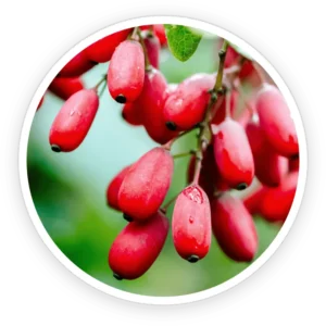 Berberine