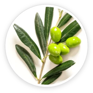 Oleuropein (from Olive Leaf Extract)