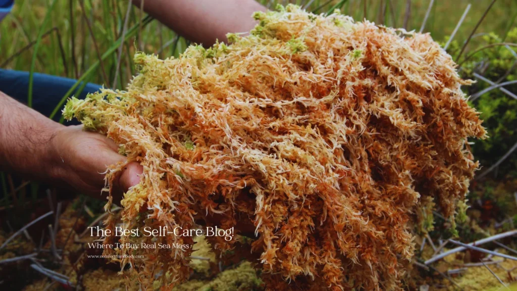 Where To Buy Real Sea Moss
