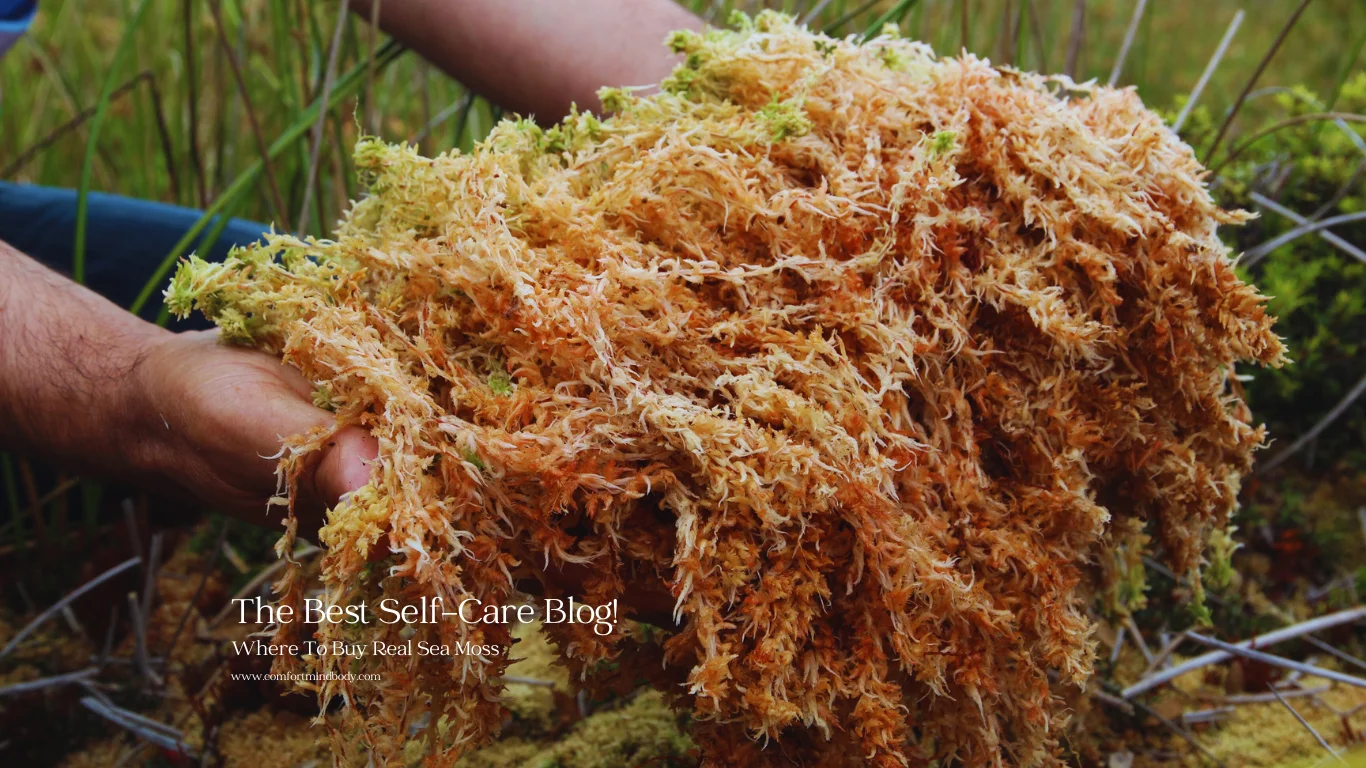 Where To Buy Real Sea Moss
