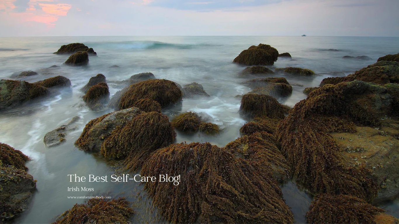 Irish Moss: Sea Unique Superfood Can Transform Your Health 2 Irish Moss