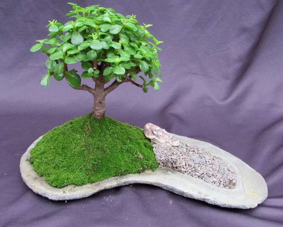 Baby jade bonsai on a moss-covered rock slab with pale gravel.