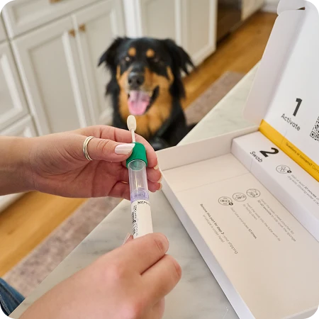 Embark Breed ID dog DNA test kit