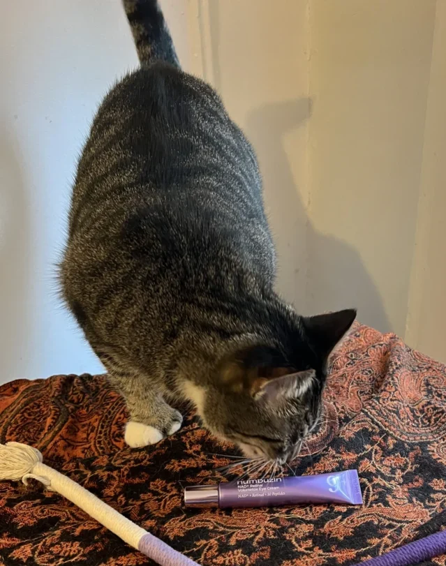 Sushi, Anna's tabby cat, sniffing a purple eye cream tube on a patterned blanket