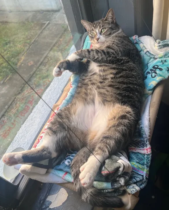 Sushi, Anna's tabby cat, lying on her back on a sunny windowsill