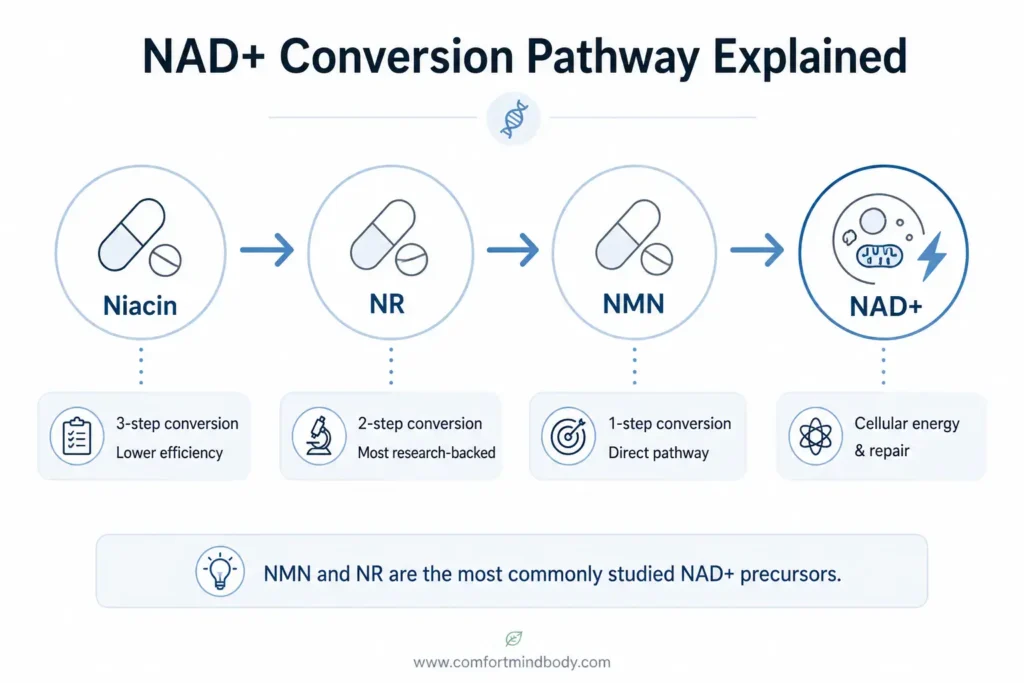 Visual guide to choosing NAD+ supplements in 2026 with benefits of NMN, NR, and NAD+ blends for energy, longevity, skin health, and cost savings
